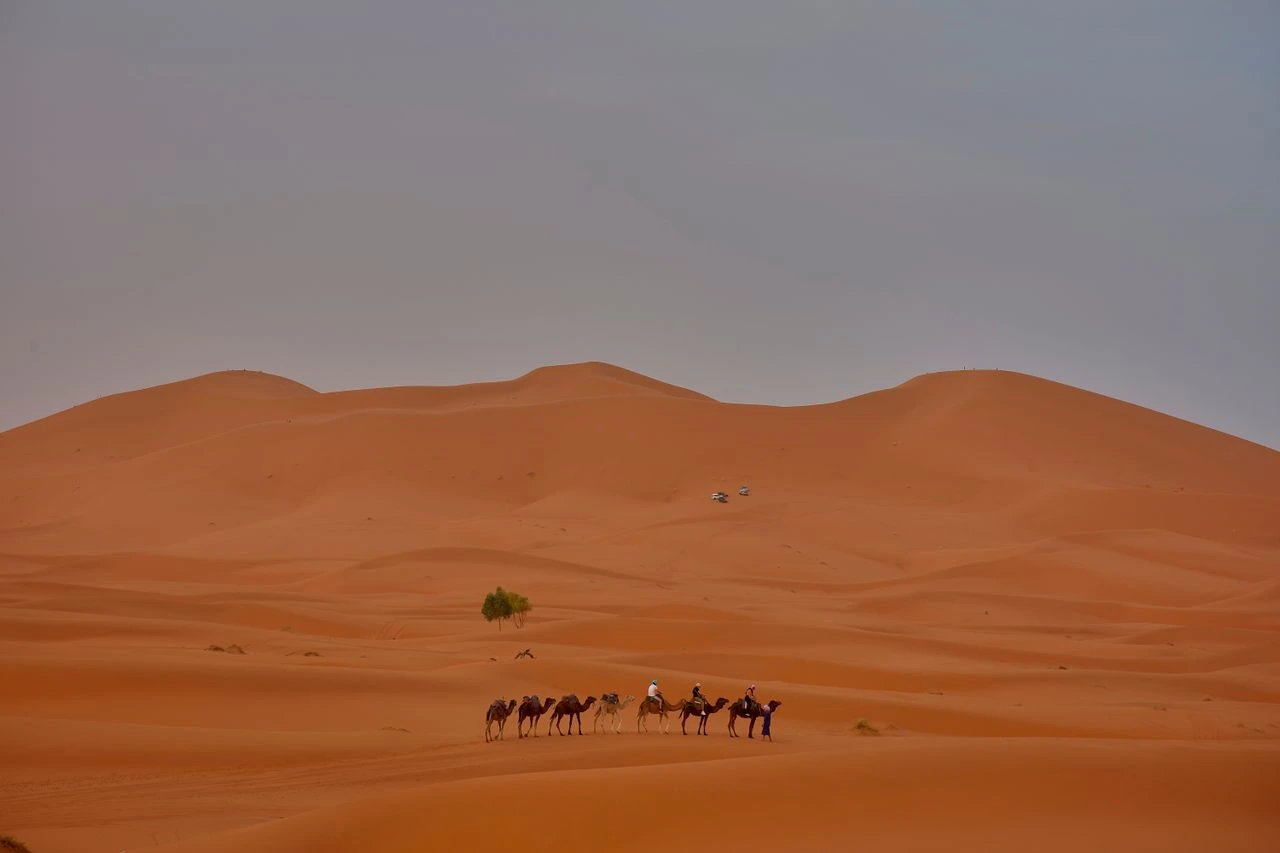 Camel trek across the Erg Chebbi dunes during the five-day Marrakech to Merzouga tour