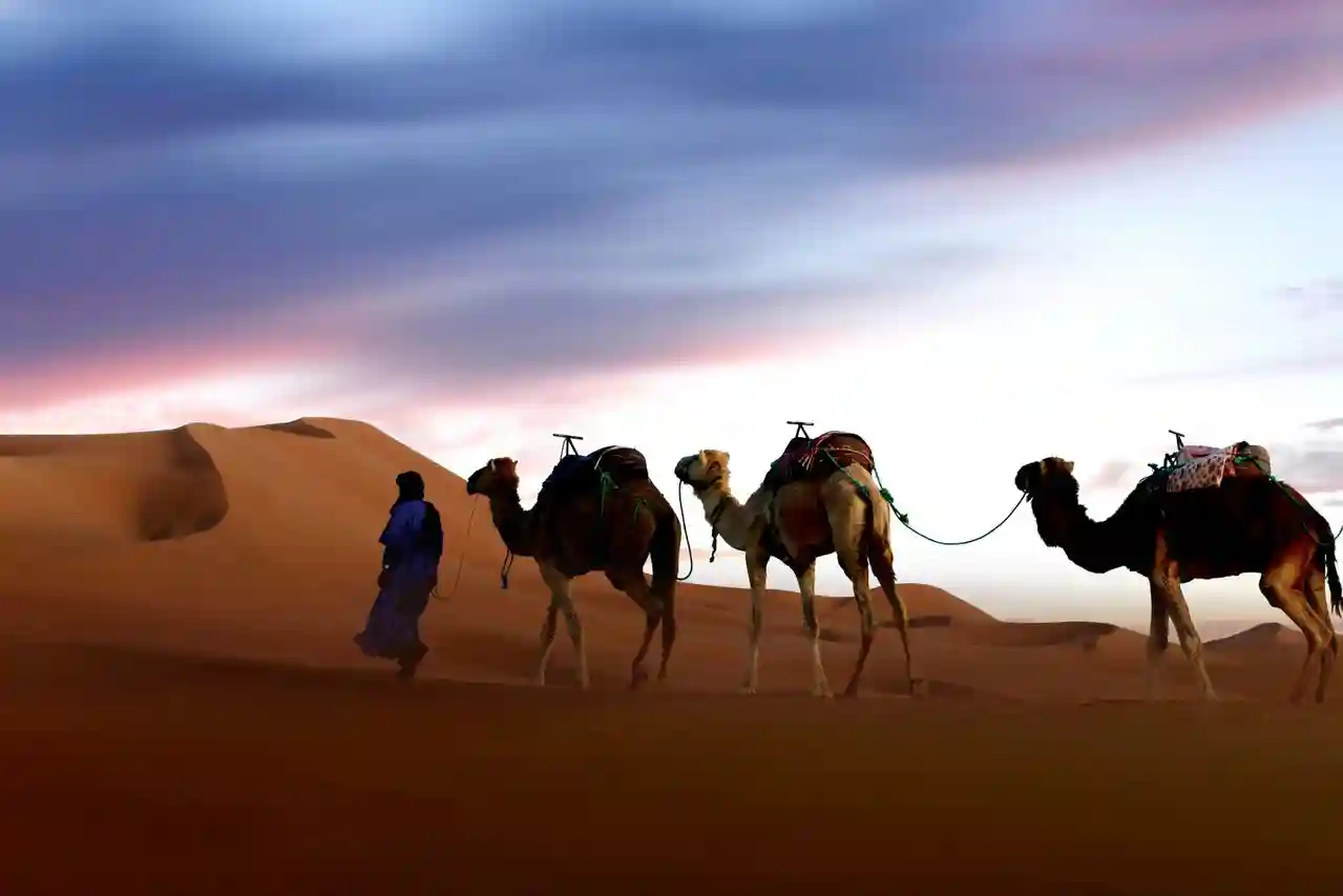 Guide leading a camel caravan at dusk in the Erg Chebbi dunes