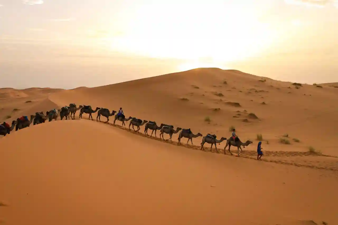 Camel caravan at sunset on the Erg Chebbi dunes near Merzouga