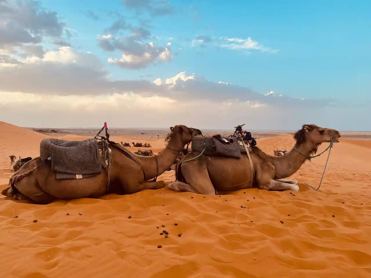 Saddled camels resting on the Erg Chebbi dunes near Merzouga