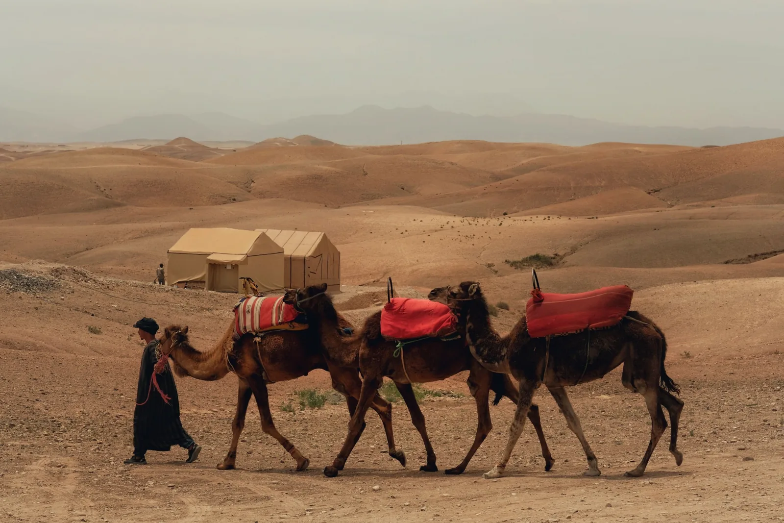 Guide leading three camels past a tent in the rocky Agafay landscape