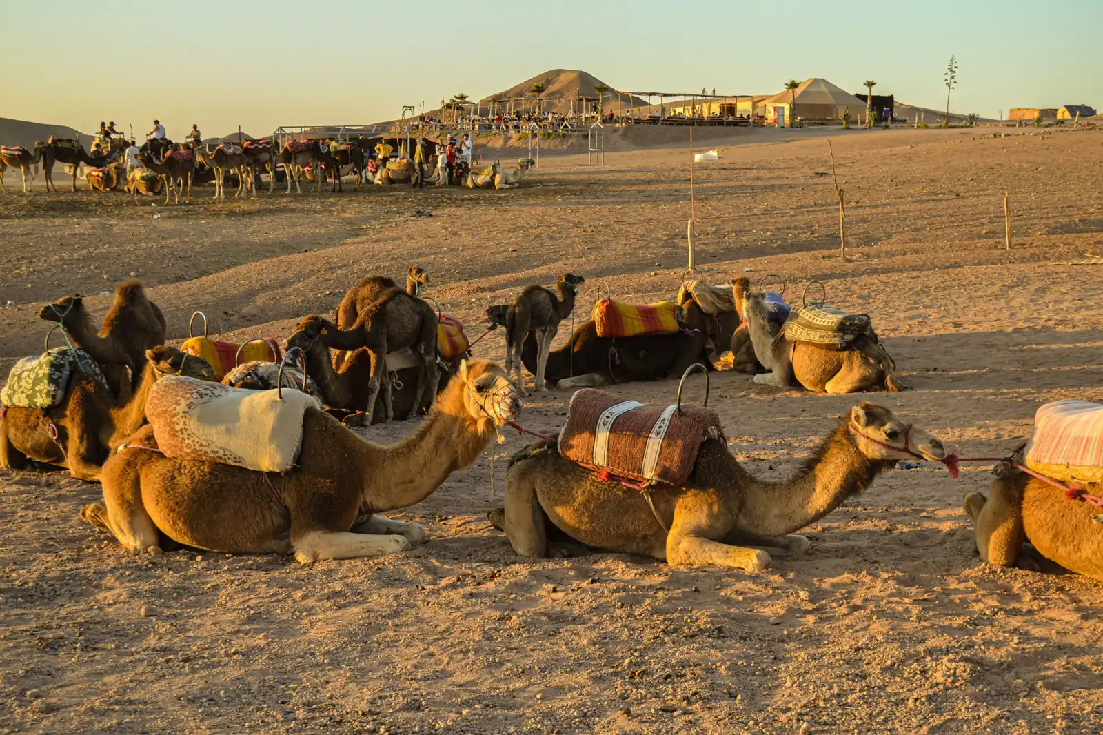 Camels resting beside a desert camp in warm evening light