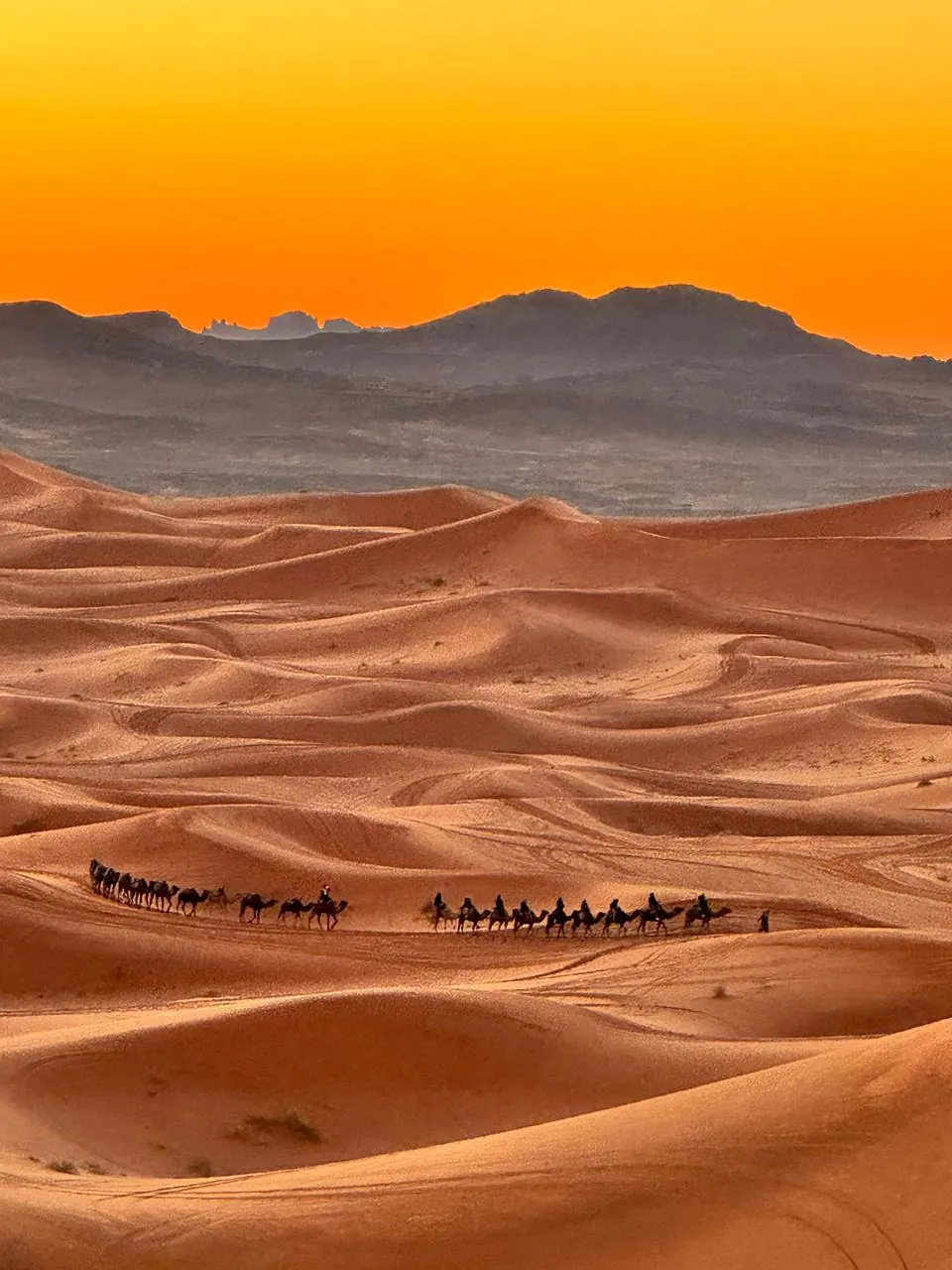 Camel caravan in the Erg Chebbi dunes near sunset