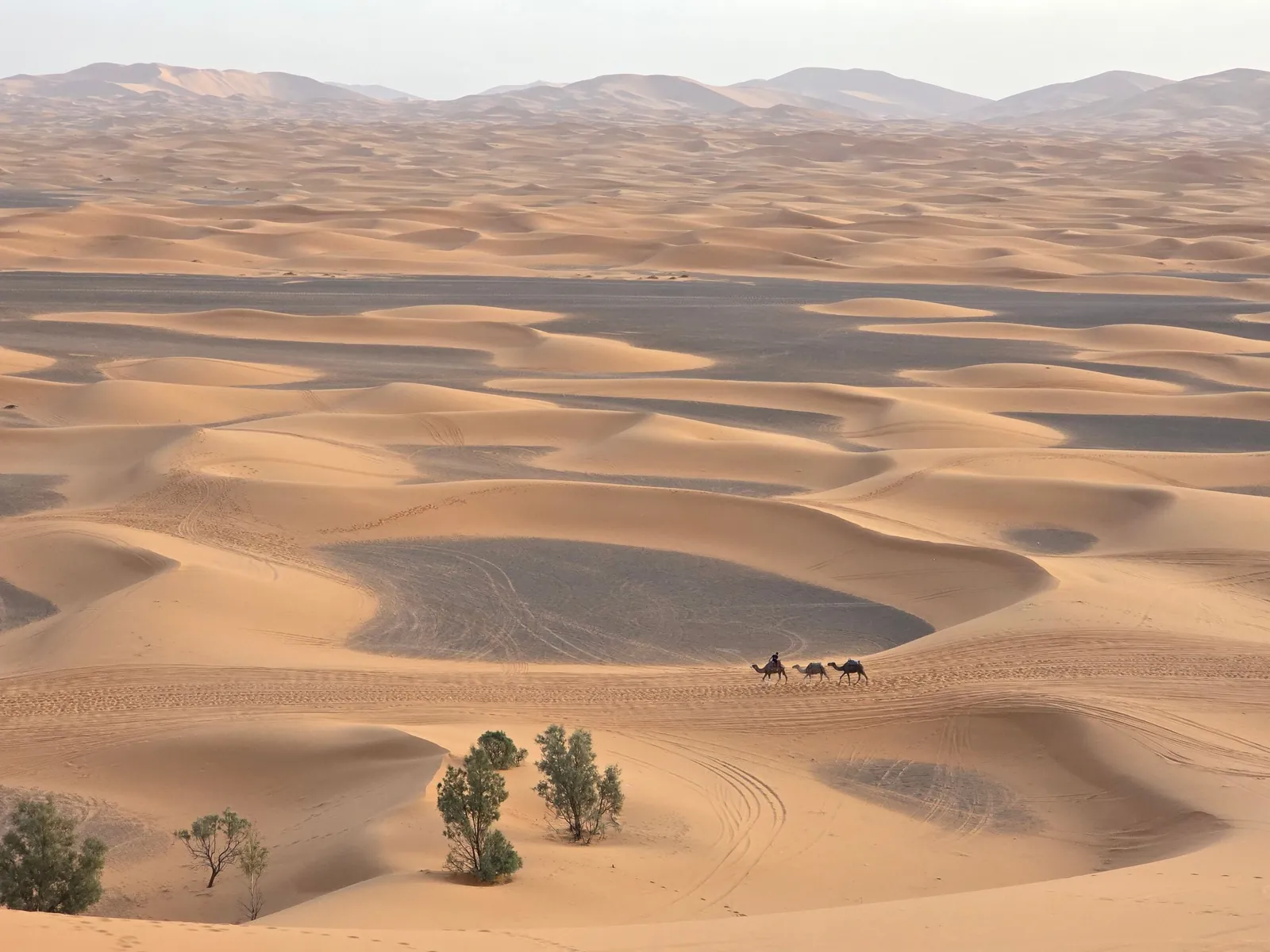 Camel caravan crossing the Erg Chebbi dunes near Merzouga
