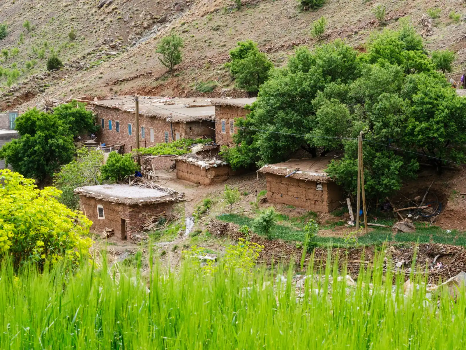 Earthen village houses beside green terraces and trees in Imlil